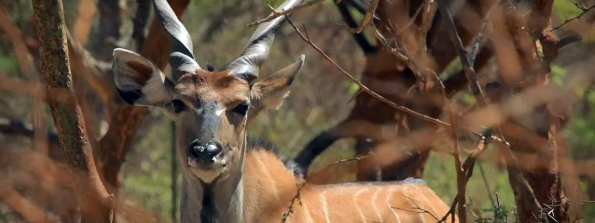 Češi zachraňují... antilopy v Senegalu